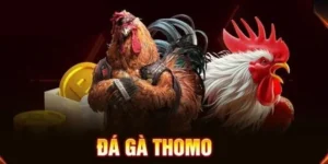 Khám phá đá gà Thomo tại đấu trường danh tiếng